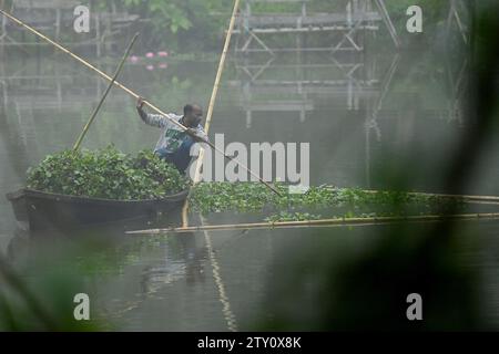 Ein Arbeiter sammelt Plankton an einem nebeligen Morgen am MBB College Lake in Agartala. Tripura, Indien. Stockfoto