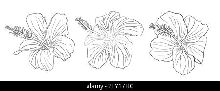 Tropisches Hibiskusblütenset. Chinesische Rosenblume. Hand gezeichnete Vektorlinie Kunst Illustration für Logo, Karte oder Einladung, Tee Kräuter Hibiskus Tee Karkade Stock Vektor