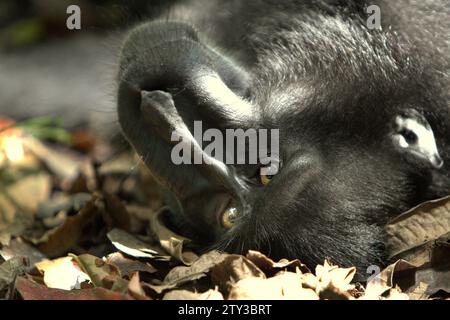 Ein Sulawesi-Schwarzzelt-Makaken (Macaca nigra) liegt auf dem Boden im Tangkoko-Wald im Norden von Sulawesi, Indonesien. Die International Union for Conservation of Nature (IUCN) kommt zu dem Schluss, dass steigende Temperaturen unter anderem zu ökologischen, verhaltensbezogenen und physiologischen Veränderungen der Tierarten und der Artenvielfalt geführt haben. „Zusätzlich zu einer erhöhten Rate von Krankheiten und degradierten Lebensräumen verursacht der Klimawandel auch Veränderungen bei den Arten selbst, die ihr Überleben bedrohen“, schrieben sie in einer Veröffentlichung vom 19. Dezember 2023 auf IUCN.org. Stockfoto