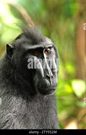 Porträt eines Celebes-Schwarzhaubenmakaken (Macaca nigra) im Tangkoko-Wald, Nord-Sulawesi, Indonesien. Die International Union for Conservation of Nature (IUCN) kommt zu dem Schluss, dass steigende Temperaturen unter anderem zu ökologischen, verhaltensbezogenen und physiologischen Veränderungen der Tierarten und der Artenvielfalt geführt haben. „Zusätzlich zu einer erhöhten Rate von Krankheiten und degradierten Lebensräumen verursacht der Klimawandel auch Veränderungen bei den Arten selbst, die ihr Überleben bedrohen“, schrieben sie in einer Veröffentlichung vom 19. Dezember 2023 auf IUCN.org. Ein weiterer Bericht von einem Team von Wissenschaftlern unter der Leitung von Marine Joly bestätigte... Stockfoto