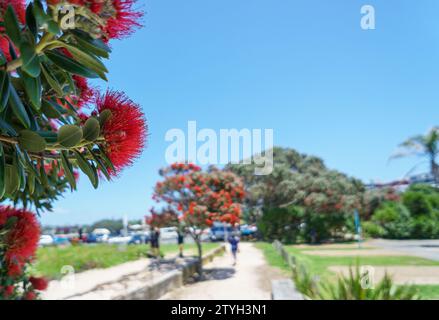 Takapuna Beach im Sommer. Pohutukawa-Bäume in voller Blüte. Nicht erkennbare Menschen und Autos im Hintergrund. Auckland. Stockfoto