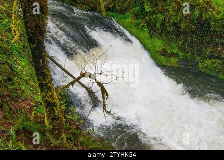 Drake Falls im Silver Falls State Park, dem größten State Park in Oregon, USA Stockfoto