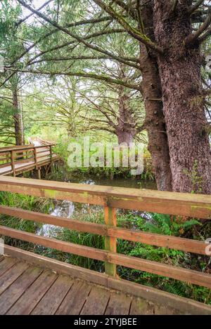 Fort to Sea Trail im Lewis and Clark National and State Historical Park, Oregon Stockfoto