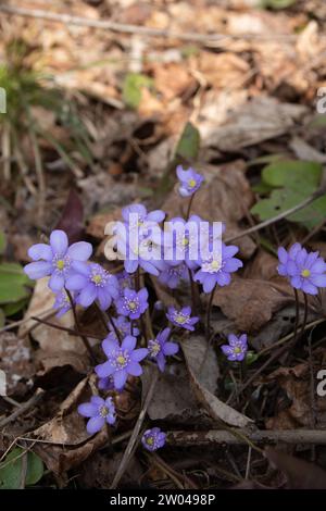 Foto, hepatica, erste, Blume, Frühling, Flora, Natur, Blüte, Blüte, Blüte, Jahreszeit, blau, Frühling, botanisch, blühend, Wildblume, im Freien, zerbrechlich Stockfoto