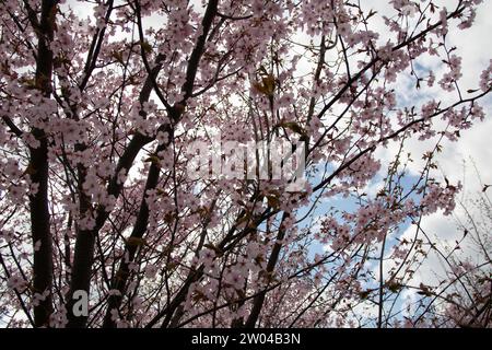 Das Foto fängt das Wesen des Frühlings ein, während ein Kirschbaum in der Blüte aufblüht. Eine Vielzahl von zarten Kirschblüten schmückt die Zweige und sorgt für eine Beruhigung Stockfoto
