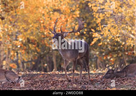 Damhirsch in herbstlicher Naturkulisse (Dama dama); die Böcke brüllen und kämpfen im Spätherbst um die Tiere Stockfoto