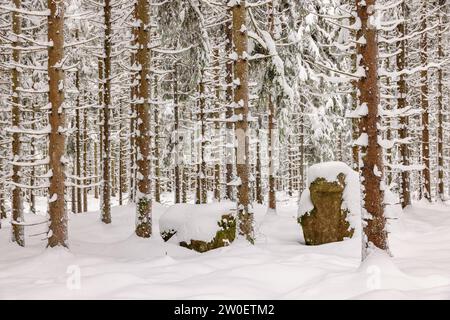 Verschneite Fichtenwälder im Winter Stockfoto