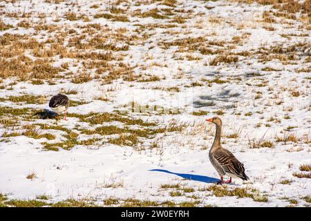 Graugänse auf einer schneebedeckten Wiese im Frühjahr Stockfoto