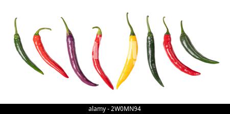 Cayennepfeffer, bunte frische Chilis, hintereinander. Grüne, rote, gelbe und violette Früchte von mäßig heißen Chilischoten vom Typ Capsicum annuum. Stockfoto