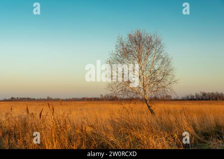 Einsame Birke ohne Blätter und trockenes Gras auf einer Wiese, die vom Licht der untergehenden Sonne beleuchtet wird, Oktobertag, Ostpolen Stockfoto