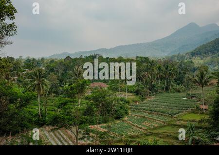 Erleben Sie die weite Schönheit in der Nähe von Bandung, Indonesien, mit Panoramablick auf üppiges Grün, ausgedehnte Reisfelder, nebelige und hoch aufragende Bäume Stockfoto