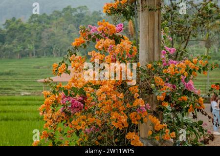 Anmutige orangene Blumen blühen auf einem rustikalen Holzpfahl vor der üppigen Naturkulisse von Java, Indonesien, und schaffen einen lebendigen Farbtupfer Stockfoto