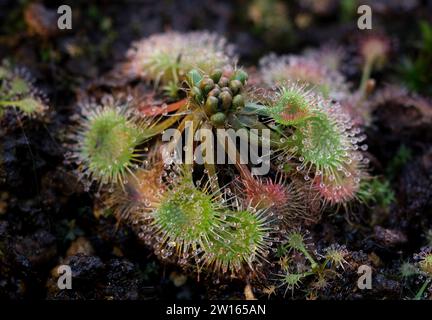 Makrofoto Rundblättrige Sonnentau (Drosera rotundifolia) mit kleinen Tautropfen auf dem Blatt Stockfoto