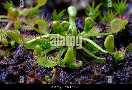 Makrofoto von rundblättrigen Sonnentauen fleischfressenden Pflanzen (Drosera rotundifolia) mit kleinen Tautropfen auf dem Blatt Stockfoto