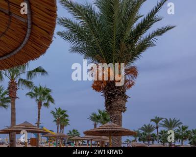 Strand von Nissi mit Strohschirmen und Palmen mit leuchtend orangen Früchten von Datteln, die hoch hängen, dunkelblauer, böser bewölkter Himmel in Ayia Napa, Stockfoto
