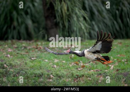 Tief fliegende, seitliche Ansicht einer einzelnen Magpie-Gans, die sich an einem Wasserloch in den Centenary Lakes Feuchtgebieten in Cairns, Australien, ändert. Stockfoto