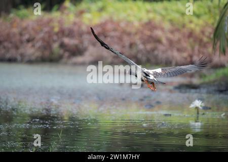 Tief fliegende, abgewinkelte Ansicht einer einzelnen Magpie-Gans, die sich an einem Wasserloch in den Feuchtgebieten der Centenary Lakes in Cairns, Australien, ändert. Stockfoto