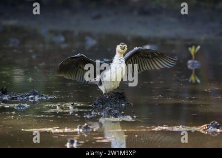 Ein kleiner Rattenkormoran steht auf einem grasbewachsenen Hügel in einem Wasserloch, das seine Federn trocknet, nachdem er gefüttert hat, während er aufmerksam auf die Kamera blickt. Stockfoto