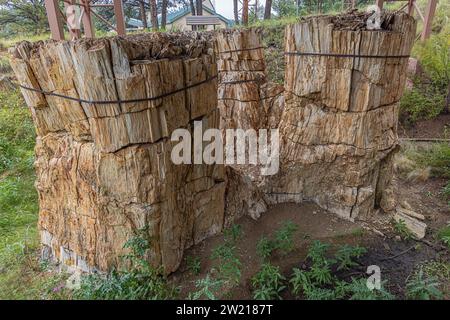 Drei versteinerte Bäume in der Stumpfhütte des Florissant Fossil Beds National Monument Stockfoto