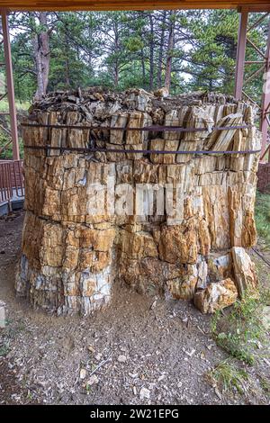 Erhaltung eines versteinerten Baumstumpfes im Stumpfschutz des Florissant Fossil Beds National Monument Stockfoto