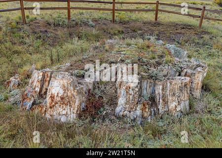 Möglicherweise der größte versteinerte Baumstumpf der Welt im Florissant Fossil Beds National Monument Stockfoto