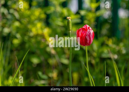 Bud einer roten Tulpe mit weißen Adern auf einem unscharfen Hintergrund. Stockfoto