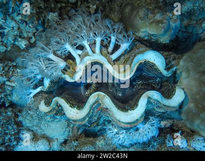 Große Riesenmuschel Tridacna maxima auf Hartkorallen, Unterwasser-Foto, Tauchplatz the Islands, Dahab, Golf von Akaba, Rotes Meer, Sinai, Ägypten Stockfoto