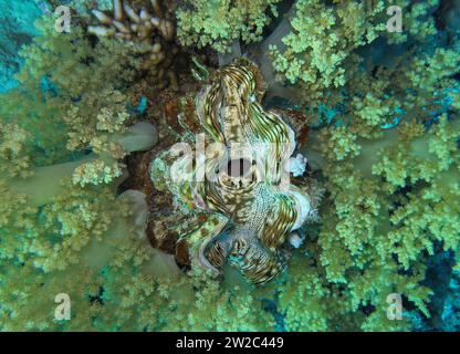 Große Riesenmuschel Tridacna maxima, Unterwasser-Foto, Tauchplatz Ras Ghozlani, Nationalpark Ras Mohammed, Rotes Meer, Sinai, Ägypten Stockfoto