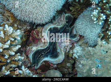 Große Riesenmuschel Tridacna maxima, Unterwasser-Foto, Tauchplatz Gabr El Bint, Dahab, Golf von Akaba, Rotes Meer, Sinai, Ägypten Stockfoto