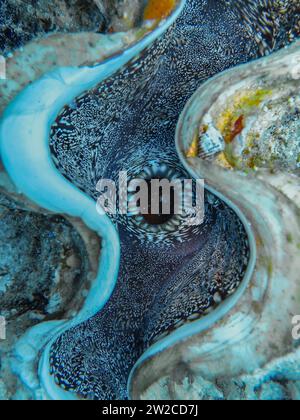 Große Riesenmuschel Tridacna maxima, Unterwasser-Foto, Tauchplatz Umm Sid, Dahab, Golf von Akaba, Rotes Meer, Sinai, Ägypten Stockfoto