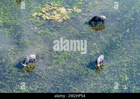 Luftaufnahme einer Gruppe von Büffeln, die im Okavango-Delta grasen. Stockfoto