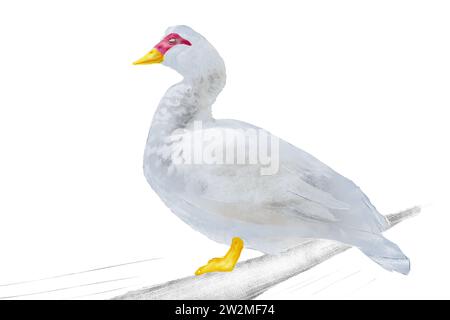 Weiße Gänse sitzt auf einer Barsche Stockfoto