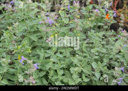 Katzenminze im Garten. Katzenminze Hintergrund im Blumengarten. Aromatische Blumen im ländlichen Garten. Stockfoto