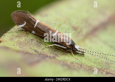 Athripsodes albifrons Caddisfly in Ruhe auf Blatt. Tipperary, Irland Stockfoto