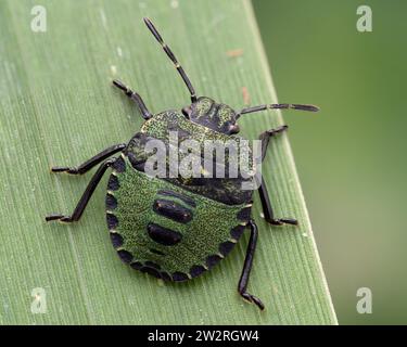 Grüne Schildkäfer-Nymphe (Palomena prasina) in Ruhe auf Grashalm. Tipperary, Irland Stockfoto