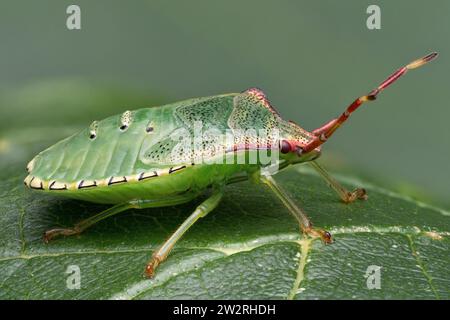 Hawthorn Shieldbug final instar Nymphe (Acanthosoma haemorrhoidale), Seitenansicht. Tipperary, Irland Stockfoto