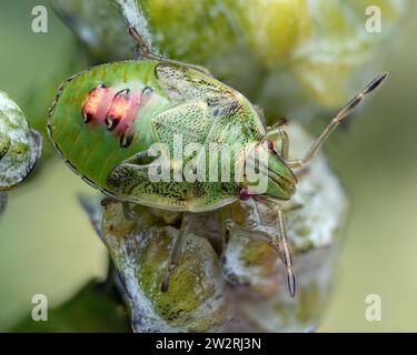 Juniper Shieldbug letzte instar Nymphe (Cyphostethus tristriatus) in Ruhe auf lawsons Zypressenbeeren. Tipperary, Irland Stockfoto