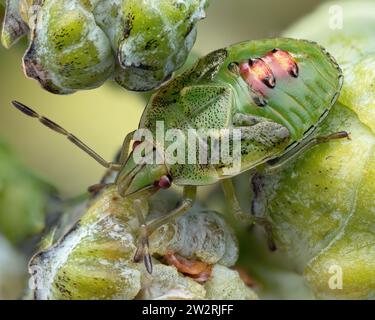 Juniper Shieldbug final instar Nymphe (Cyphostethus tristriatus) auf lawsons Zypressenbeeren. Tipperary, Irland Stockfoto