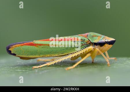 Rhododendron Leafhopper (Graphocephala fennahi) auf Rhododendron-Blatt. Tipperary, Irland Stockfoto