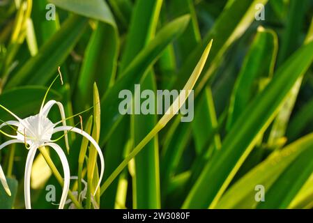 Naturteppich: Aus nächster Nähe sehen Sie komplexe grüne Blätter, die eine Geschichte der Schönheit weben. Stockfoto