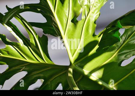 Naturteppich: Aus nächster Nähe sehen Sie komplexe grüne Blätter, die eine Geschichte der Schönheit weben. Stockfoto