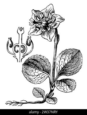 Einblühendes wintergrün, Pirola uniflora, anonym (Botanikbuch, 1889), einblütiges Wintergrün, Pyrole uniflore Stockfoto