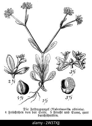 Maissalat mit Blumen und Früchten, Valerianella locusta, anonym (Botanik Buch, 1889), Feldsalat mit Blüte und Frucht, mâche avec Fleur et Frucht Stockfoto