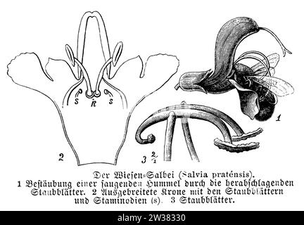 wiesenblume, Blume, Salvia pratensis, anonym (Botanik-Buch, 1889), Wiesensalbei, Blüte, Sauge Kommune, Fleur Stockfoto