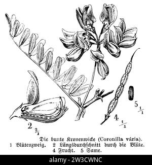 Crownvetch, Securigera varia, anonym (Botanik-Buch, 1888), Bunte Kronwicke, Coronille bigarrée Stockfoto