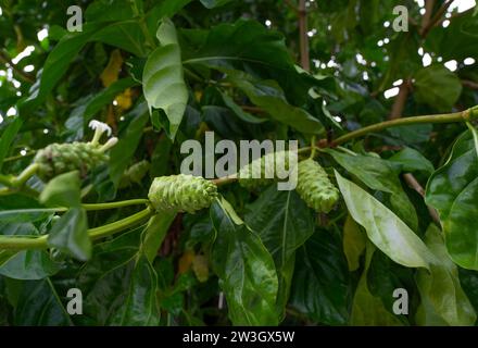 Noni Frucht auf Morinda citrifolia Baum. Morinda citrifolia Baum mit grünen Blättern im tropischen Obstgarten. Kräutermedizin. Hintergrund für Noni Stockfoto