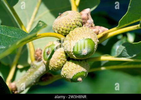 Sessile Oak oder Durmast Oak (quercus petraea), Nahaufnahme mit mehreren Eicheln oder Früchten, die sich am Zweig eines Baumes entwickeln. Stockfoto