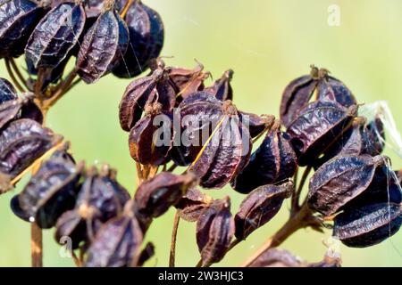 Alexanders (smyrnium olusatrum), Nahaufnahme mit dunklen, fast schwarzen Früchten oder Samenkapseln der Pflanze. Stockfoto