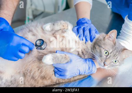 Ein Chirurg und eine Krankenschwester untersuchen eine trächtige Katze. Tierärztliches und Haustierpflegekonzept. Gemischte Medien Stockfoto
