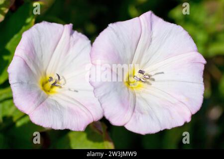 Field Bindweed (convolvulus arvensis), Nahaufnahme mit Blick auf ein paar der auffälligen rosa Blüten der Hecke. Stockfoto